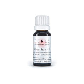 Ceres Ribes nigrum