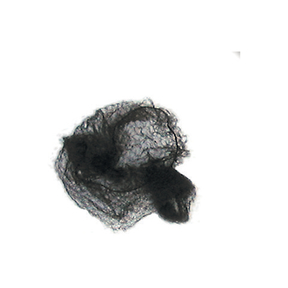 Herba Haarnetze